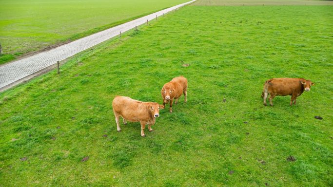 Drie koeien grazen op een groene weide naast een pad.