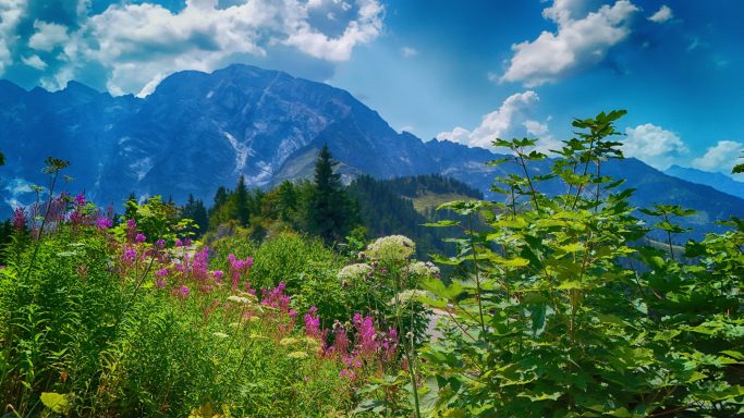 Berglandschap met kleurrijke bloemen en blauwe lucht met wolken.