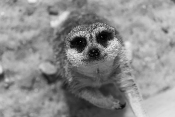 Een dichtbij gefotografeerde suricata met grote ogen en een nieuwsgierige uitdrukking.